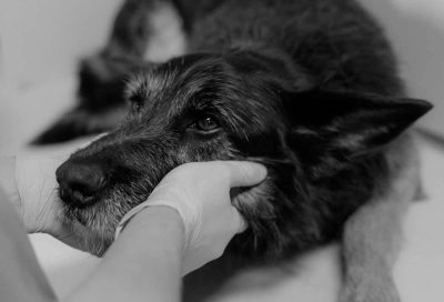 Paro Veterinario: la nueva regulación que sacude al sector