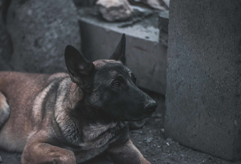Custodia compartida de mascotas tras una separación